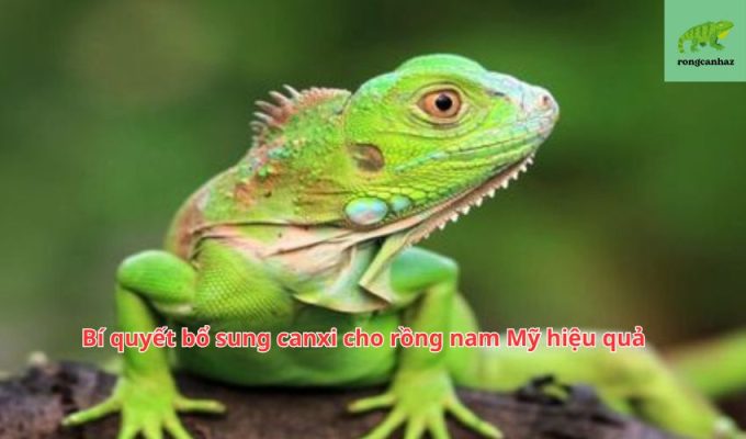 Bí quyết bổ sung canxi cho rồng nam Mỹ hiệu quả