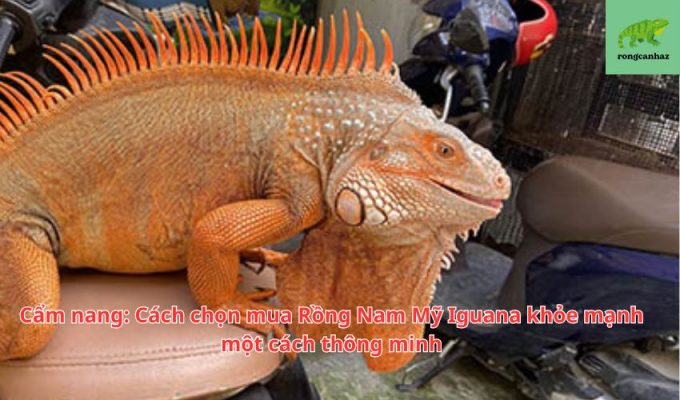 Cẩm nang: Cách chọn mua Rồng Nam Mỹ Iguana khỏe mạnh một cách thông minh