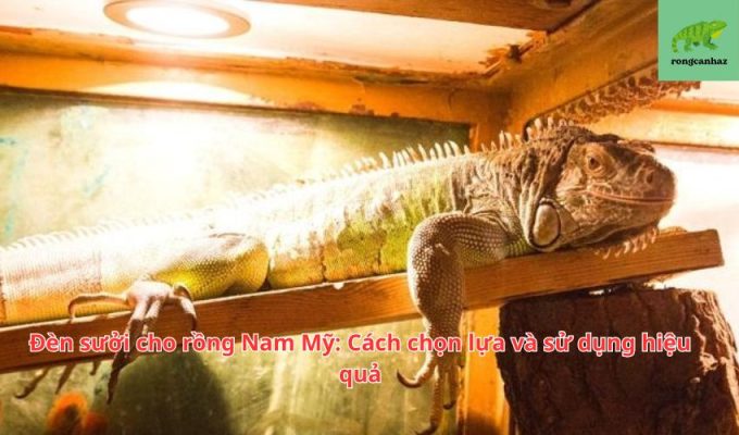 Đèn sưởi cho rồng Nam Mỹ: Cách chọn lựa và sử dụng hiệu quả