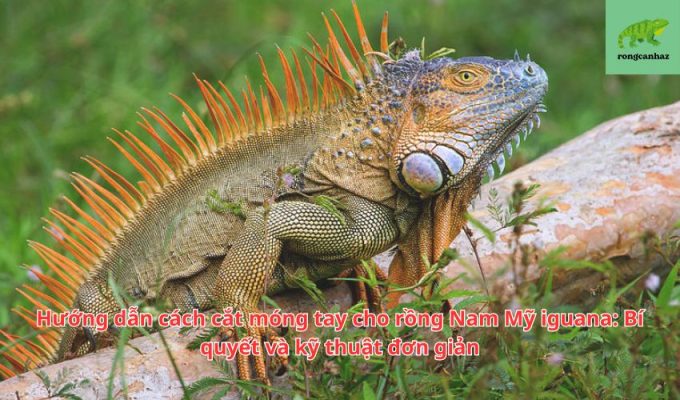 Hướng dẫn cách cắt móng tay cho rồng Nam Mỹ iguana: Bí quyết và kỹ thuật đơn giản