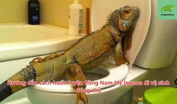 Hướng dẫn cách huấn luyện Rồng Nam Mỹ Iguana đi vệ sinh đúng chỗ