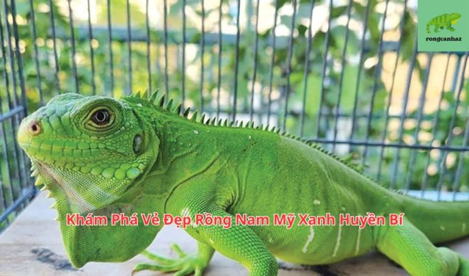 Khám Phá Vẻ Đẹp Rồng Nam Mỹ Xanh Huyền Bí