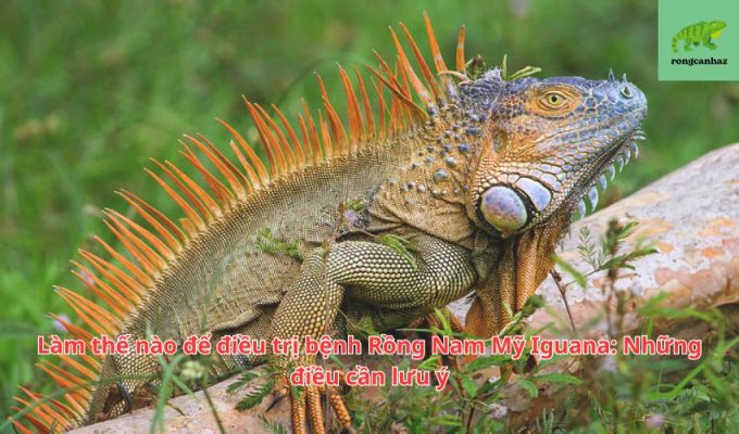 Làm thế nào để điều trị bệnh Rồng Nam Mỹ Iguana: Những điều cần lưu ý