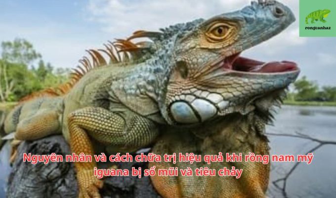 Nguyên nhân và cách chữa trị hiệu quả khi rồng nam mỹ iguana bị sổ mũi và tiêu chảy