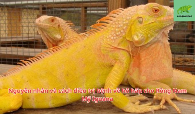 Nguyên nhân và cách điều trị bệnh về hô hấp cho Rồng Nam Mỹ Iguana