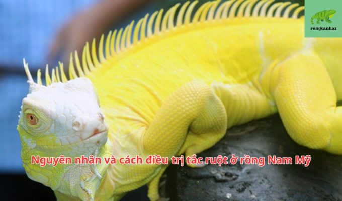 Nguyên nhân và cách điều trị tắc ruột ở rồng Nam Mỹ