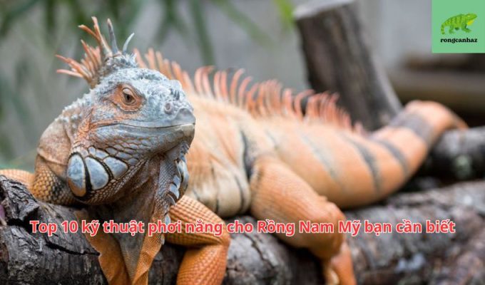 Top 10 kỹ thuật phơi nắng cho Rồng Nam Mỹ bạn cần biết